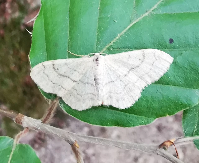 Idaea aversata - nagy sávosaraszoló
