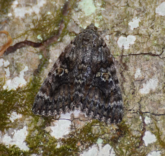 Catocala sponsa/dilecta