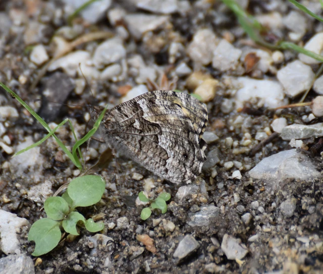 Hipparchia semele - barna szemeslepke
