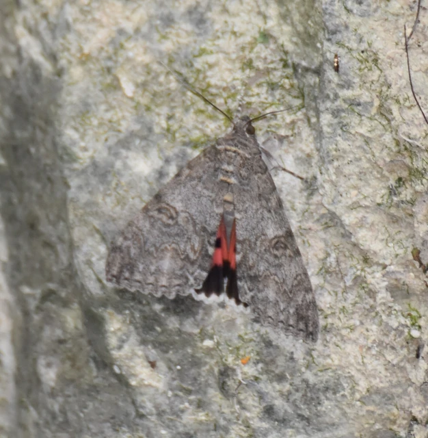 Catocala nupta - piros övesbagoly