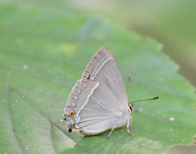 Neozephyrus quercus - tölgyfalepke