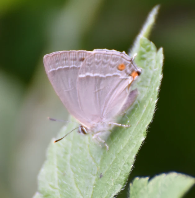 Neozephyrus quercus - tölgyfalepke