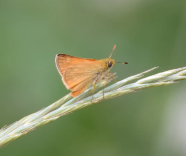 Ochlodes sylvanus - erdei busalepke