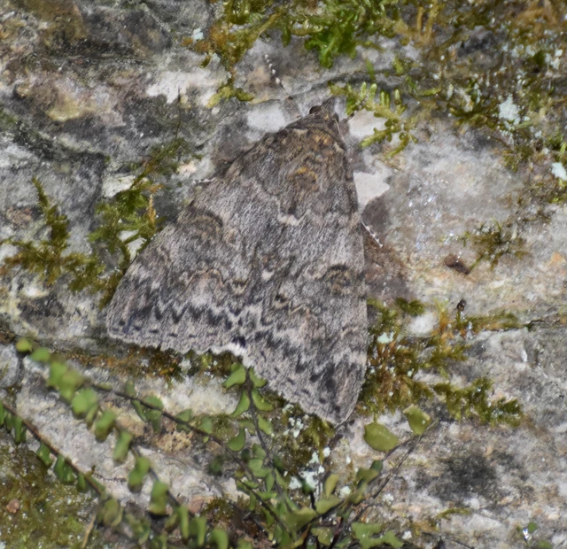 Catocala nupta - piros övesbagoly