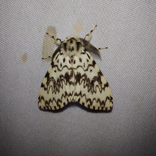 Lymantria monacha - apácalepke