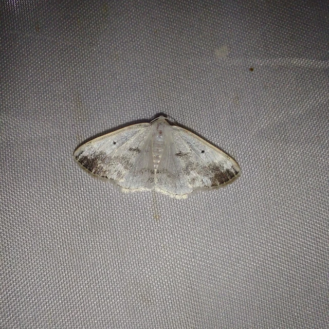 Lomographa temerata - foltos fehéraraszoló
