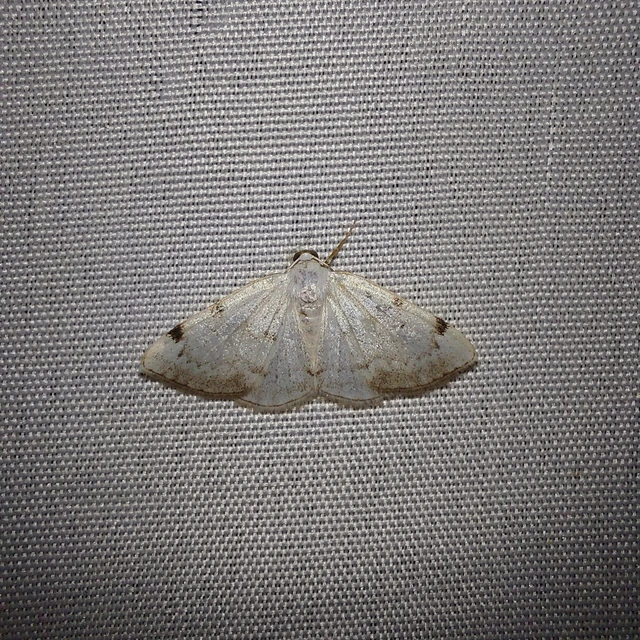 Lomographa bimaculata - kétpontos fehéraraszoló