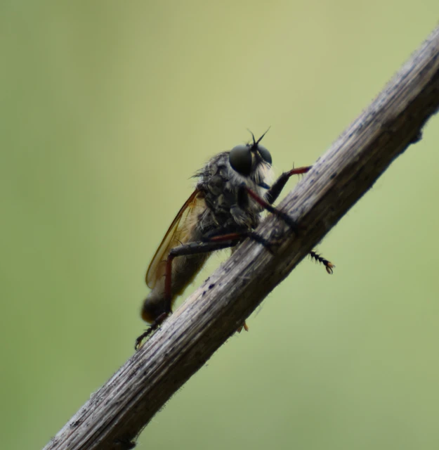 Diptera - Kétszárnyúak