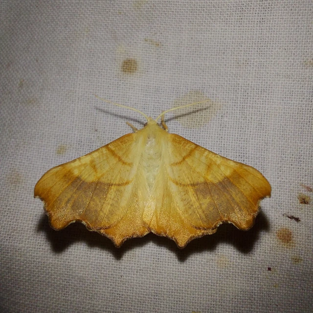 Ennomos fuscantaria - kőris-levélaraszoló