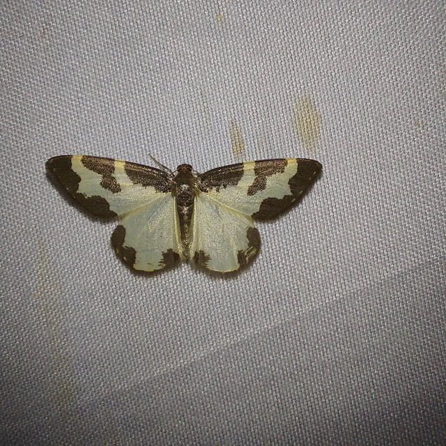 Lomaspilis marginata - szegélyes nyárfaaraszoló