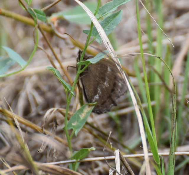 Minois dryas - fekete szemeslepke
