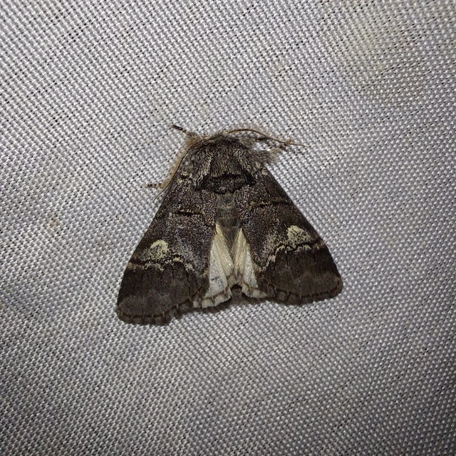 Drymonia querna - tölgyfa-púposszövő