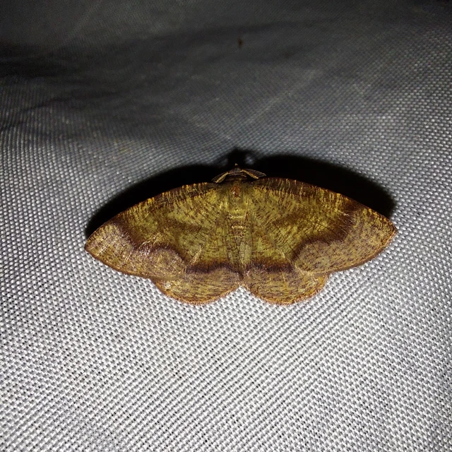 Plagodis pulveraria - szemcsés araszoló