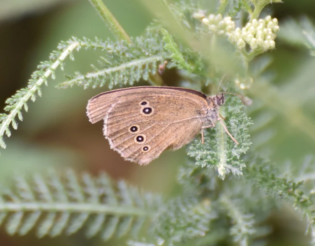 Aphantopus hyperanthus - közönséges ökörszemlepke