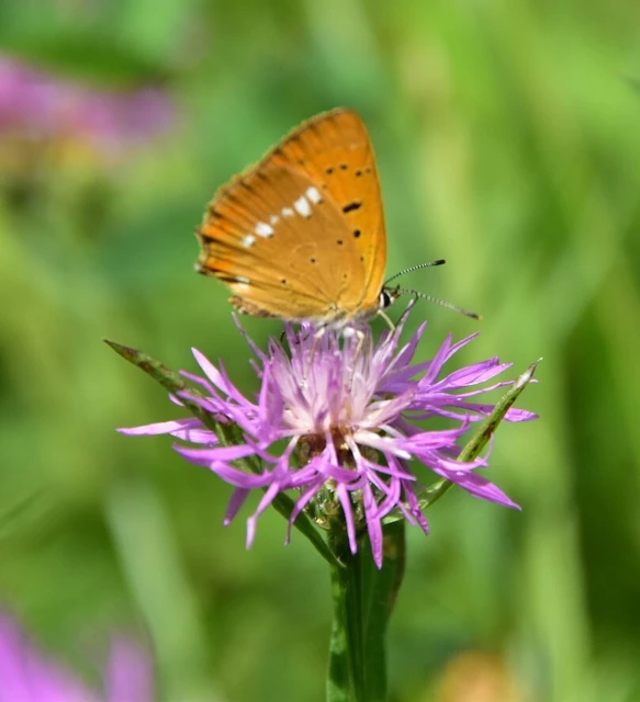 Lycaena virgaureae - arany-tűzlepke