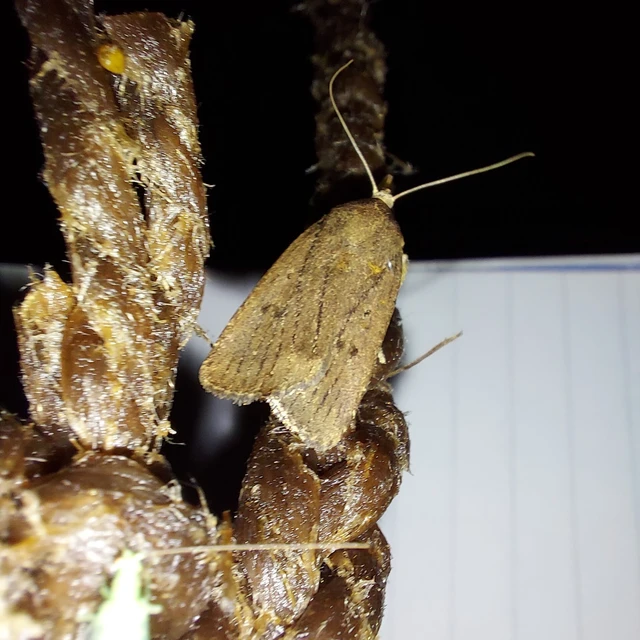 Amphipyra tragopoginis - bakszakállbagoly