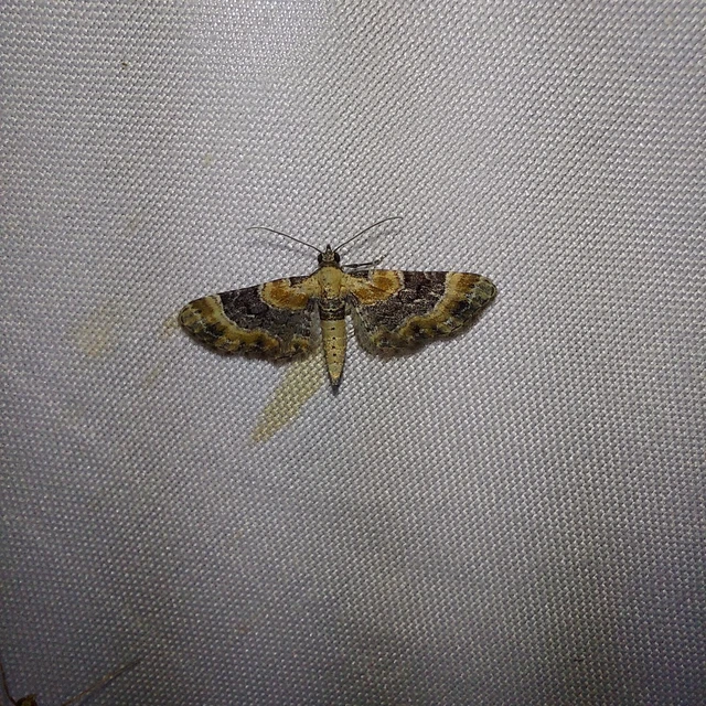 Eupithecia linariata - vonalas törpearaszoló