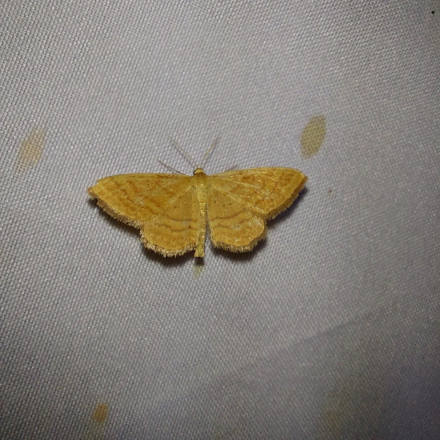 Idaea ochrata - okkerszínű sávosaraszoló
