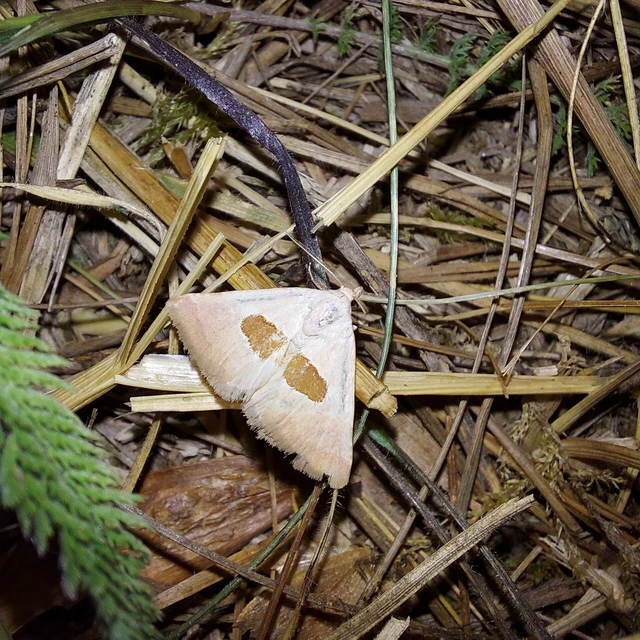 Calymma communimacula - pajzstetűfaló bagoly