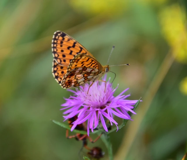 Boloria selene - fakó gyöngyházlepke