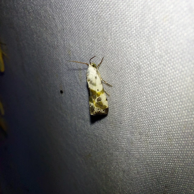 Ponometia candefacta - parlagfűbagoly