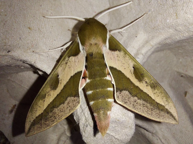 Hyles euphorbiae - kutyatejszender