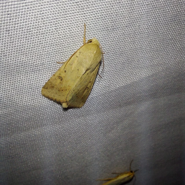 Helicoverpa armigera - kukorica-veteménybagoly