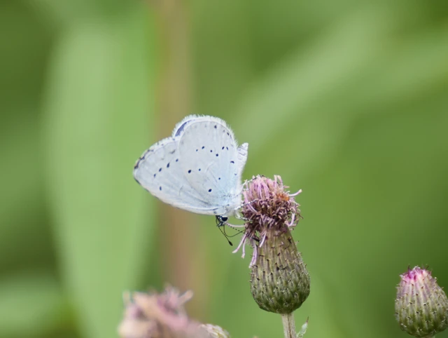 Celastrina argiolus - bengeboglárka