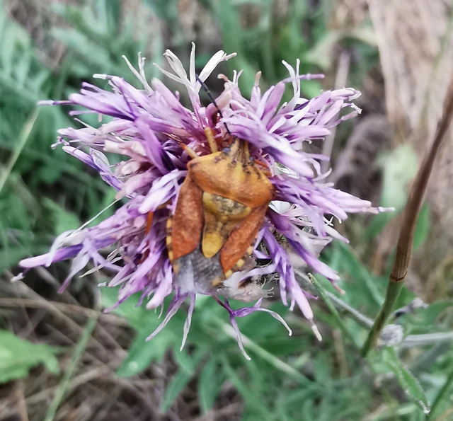 Carpocoris Carpocoris