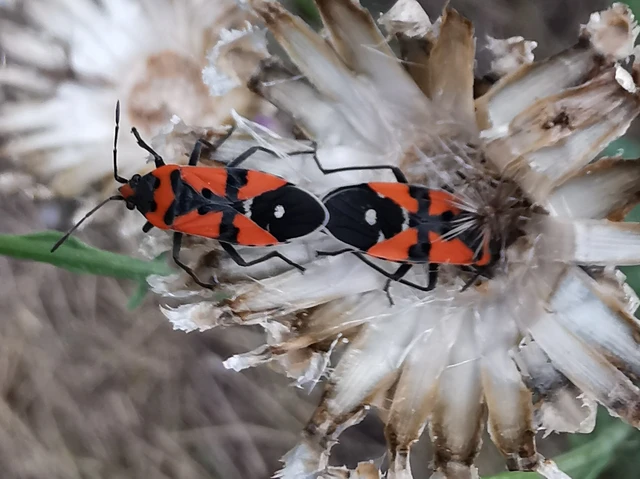 Lygaeus equestris/simulans