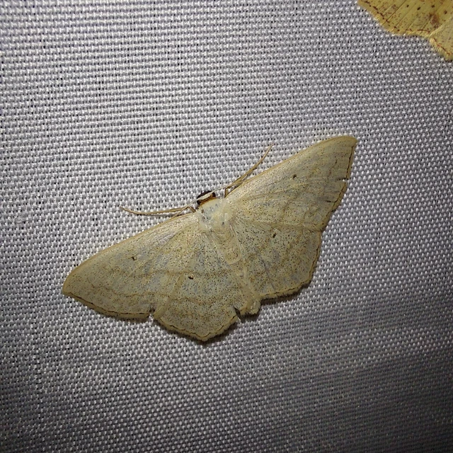 Scopula nigropunctata - feketepettyes araszoló