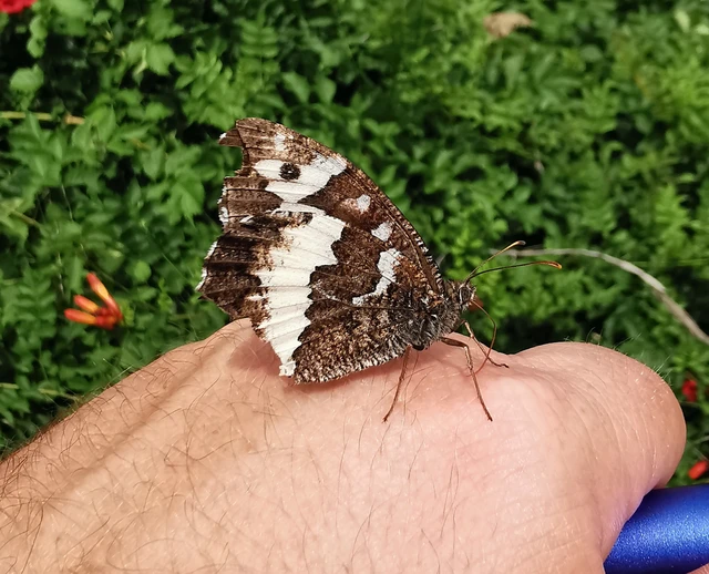 Brintesia circe - fehéröves szemeslepke