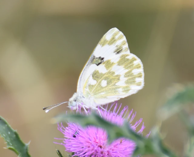 Pontia edusa - rezedalepke