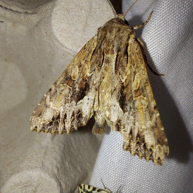 Apamea monoglypha - nagy dudvabagoly