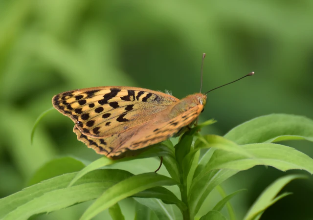 Argynnis pandora - zöldes gyöngyházlepke