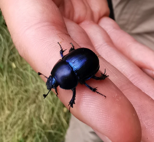 Trypocopris vernalis - tavaszi álganéjtúró Trypocopris vernalis - tavaszi álganéjtúró