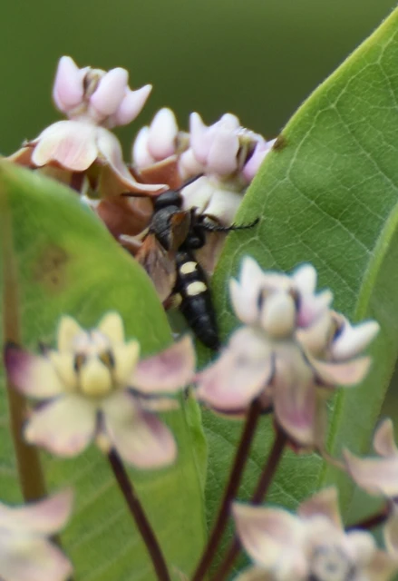 Scolia sexmaculata - négyfoltos tőrösdarázs