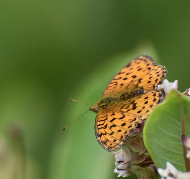 Brenthis daphne - málna-gyöngyházlepke Brenthis daphne - málna-gyöngyházlepke