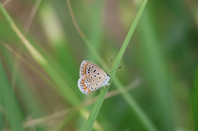 Polyommatus icarus - közönséges boglárka