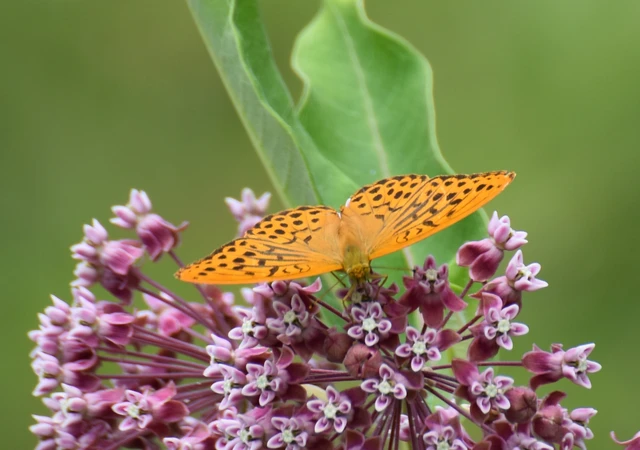 Argynnis paphia - nagy gyöngyházlepke