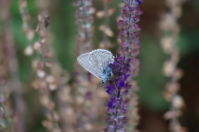 Polyommatus icarus - közönséges boglárka