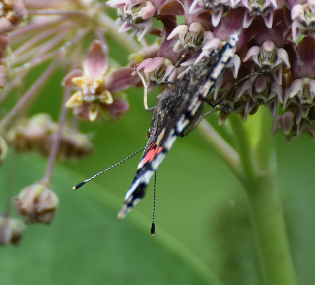 Vanessa atalanta - atalantalepke