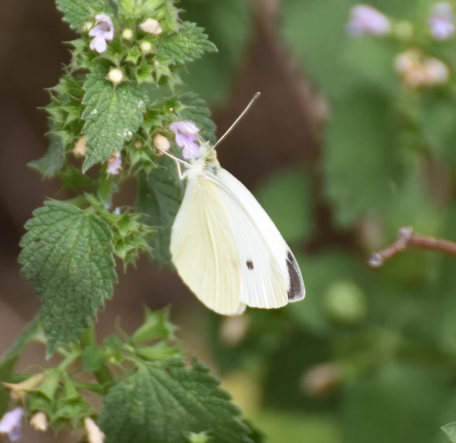 Pieris rapae - répalepke