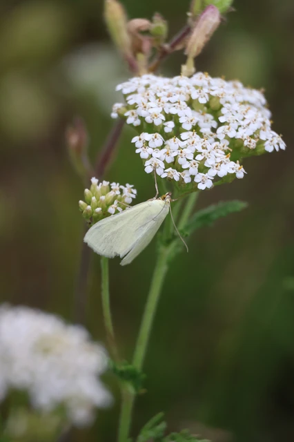 Sitochroa palealis - kénszárnyú dudvamoly