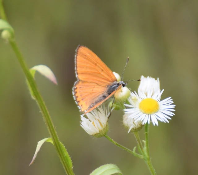 Lycaena thersamon - kis tűzlepke