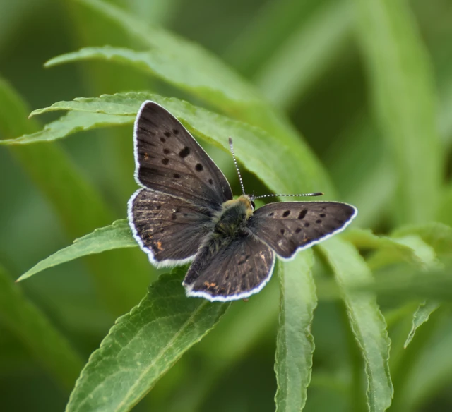 Lycaena tityrus - barna tűzlepke