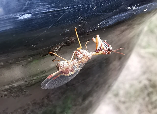 Mantispa styriaca - kétszínű fogólábú-fátyolka