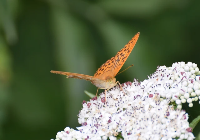 Argynnis paphia - nagy gyöngyházlepke