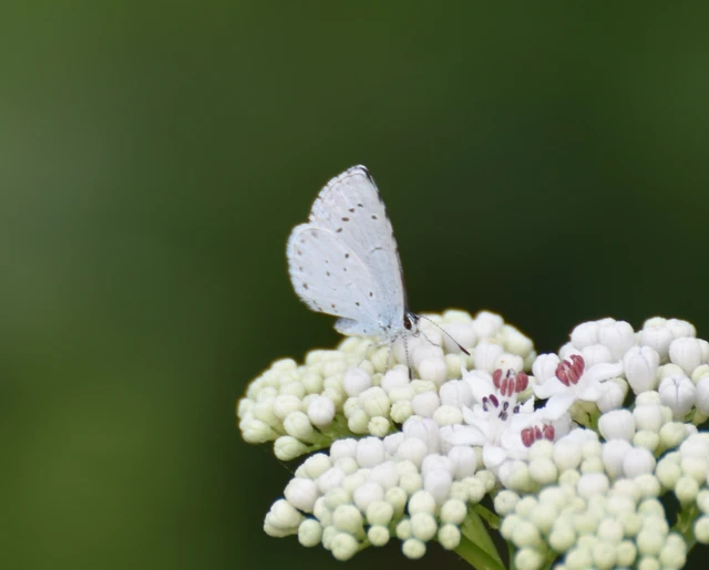 Celastrina argiolus - bengeboglárka
