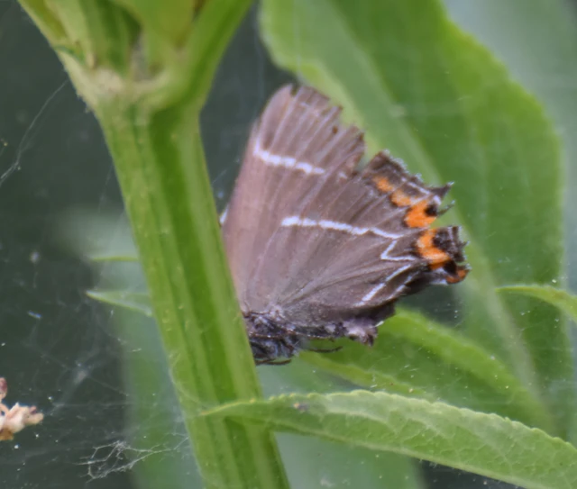 Satyrium w-album - szilfa-csücsköslepke